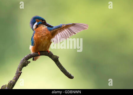 River Kingfisher, homme, Rhénanie du Nord-Westphalie, Allemagne / (Alcedo atthis) Banque D'Images