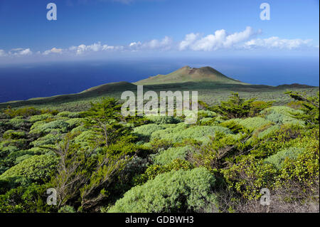 El Sabinar, Juniper grove, El Hierro, Îles Canaries, Espagne Banque D'Images