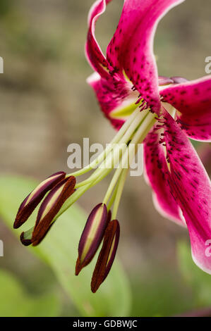 Lilium (dont des représentants sont de véritables lilies) est un genre de plantes herbacées de plus en plus, toutes les ampoules avec de grandes personnalités Banque D'Images