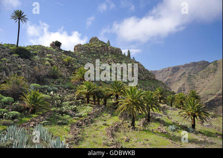 Valle Gran Rey, La Gomera, Canary Islands, Spain Banque D'Images