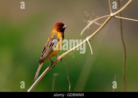Red Headed Bunting, le Kazakhstan / (Emberiza bruniceps) Banque D'Images