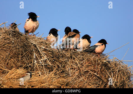 L'étourneau de couleur rose, le Kazakhstan / (Sturnus roseus, pasteur roseus) Banque D'Images