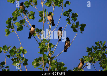 L'étourneau de couleur rose, le Kazakhstan / (Sturnus roseus, pasteur roseus) Banque D'Images