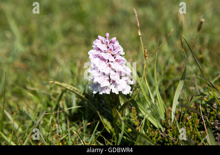 La commune, d'Orchidées Dactylorhiza fuchsii, près de Kynance Cove, Cornwall, England, UK Banque D'Images