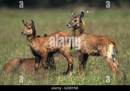 Kobus ellipsiprymnus defassa, Cobe defassa, Cub, parc de Masai Mara au Kenya Banque D'Images