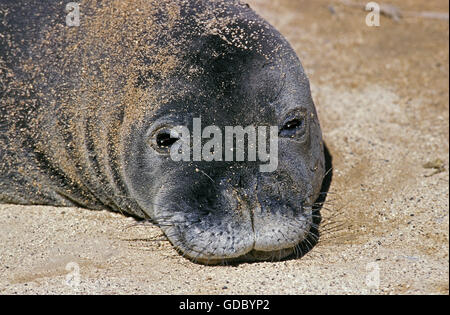Le phoque moine hawaiien, Monachus schauinslandi, Portrait d'adulte sur la plage Banque D'Images