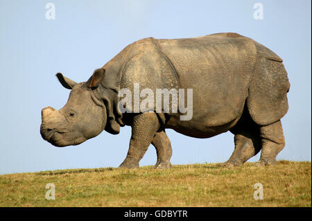 Rhinocéros indien, Rhinoceros unicornis, adulte Banque D'Images