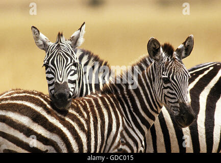 Le zèbre de Burchell Equus burchelli, DES PROFILS AVEC POULAIN, KENYA Banque D'Images