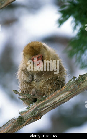 Macaque japonais, Macaca fuscata, les jeunes, la Direction générale de l'île d'Hokkaido au Japon Banque D'Images