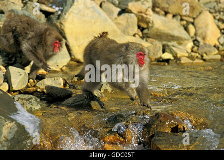 MACAQUE JAPONAIS Macaca fuscata, ADULTES CROSSING RIVER, l'île d'Hokkaido au Japon Banque D'Images