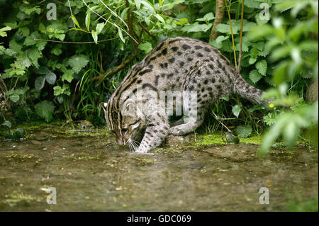 Pêche à la Cat, prionailurus viverrinus, des profils dans l'eau, pêche Banque D'Images