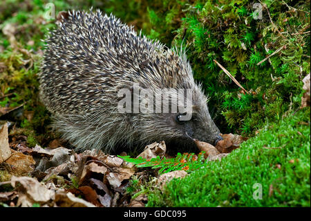 Hérisson d'Europe erinaceus europaeus, adulte, sur la mousse, Normandie Banque D'Images