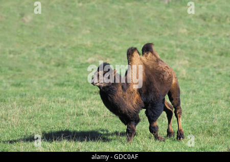 Chameau de Bactriane Camelus bactrianus, Banque D'Images