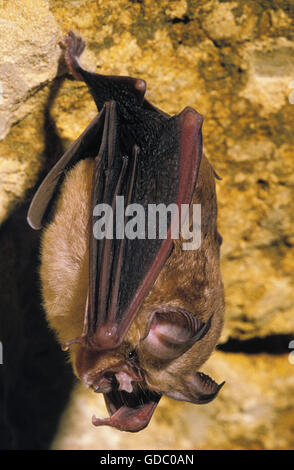 Grand Rhinolophe, Rhinolophus ferrumequinum, des profils suspendus dans Cave Banque D'Images