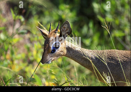 Kirk's Dik Dik, madoqua kirkii, parc de Samburu au Kenya Banque D'Images