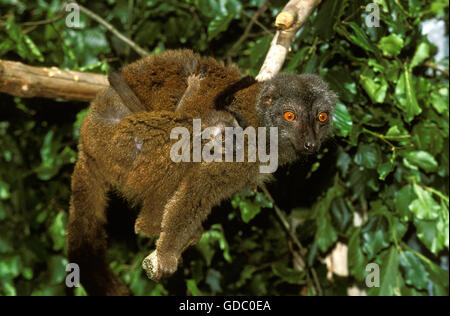 La façade blanche LÉMURIEN BRUN Eulemur fulvus albifrons, FEMME EXERÇANT SON BÉBÉ SUR LE DOS Banque D'Images