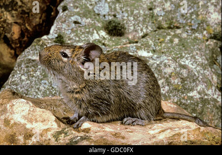 Degu ou rat octodon chilienne, dégus, adulte Banque D'Images