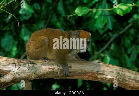 Western Hapalémur Hapalemur griseus occidentalis, adultes, on Branch Banque D'Images