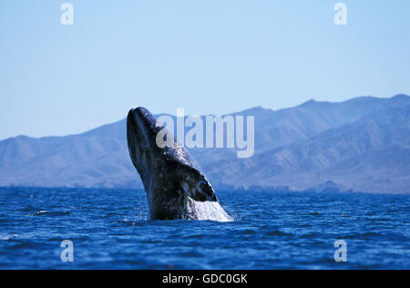 Baleine grise Baleine grise Eschrichtius robustus ou adultes, violer, BAJA CALIFORNIA AU MEXIQUE Banque D'Images