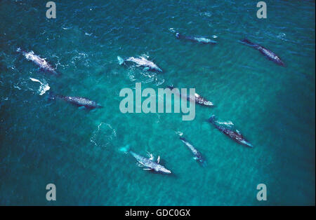 Baleine grise Eschrichtius robustus, GROUPE, vue aérienne, BAJA CALIFORNIA AU MEXIQUE Banque D'Images