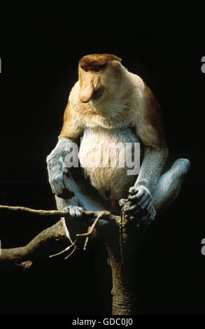 Proboscis Monkey, nasalis larvatus, homme on Branch Banque D'Images