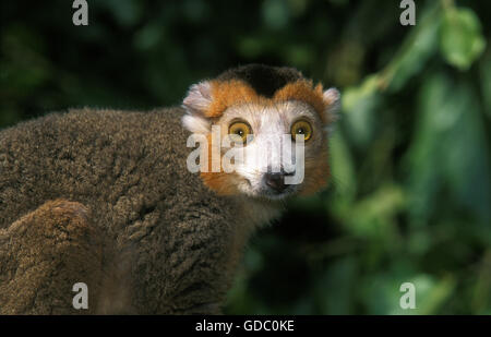 L'eulemur coronatus, Lemur couronné, Portrait d'adulte Banque D'Images