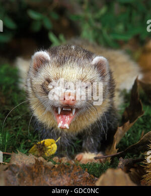 Le Putois Mustela putorius, européenne, des profils avec la bouche ouverte Banque D'Images