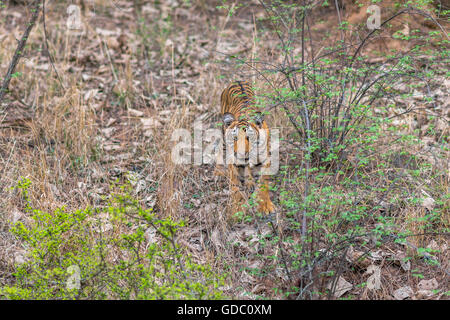 Tigre du Bengale sauvages à l'intérieur de l'herbe à Ranthambhore forest. [In] Banque D'Images