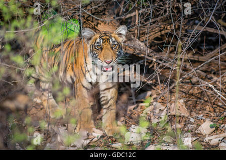 Bengal Tiger Cub sauvages à la caméra à Ranthambhore forest. [In] Banque D'Images