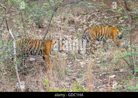 Tigres du Bengale sauvages marchant à côté les arbres à Ranthambhore forest. [In] Banque D'Images