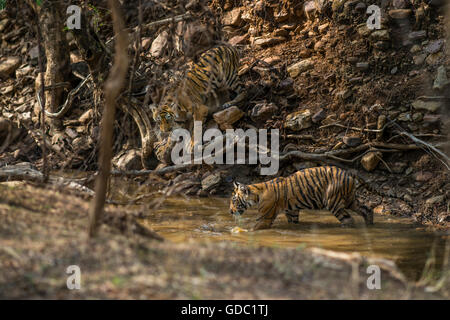 Tigres du Bengale sauvages à l'intérieur de l'eau à Ranthambhore forest. [In] Banque D'Images