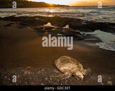 Big Island,,tortue,Punaluu Black sand Beach, Big Island,USA,New York,Nord,Animaux,animal,Volcanical,lave, Banque D'Images