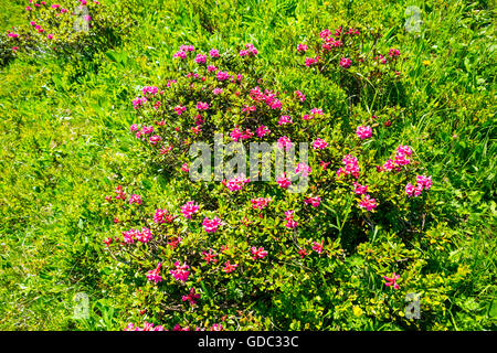 Fleurs roses alpines (rhododendron) dans le Fellhorn,en 2038,m,Alpes Allgäu Bavière,Allemagne,en Europe Banque D'Images