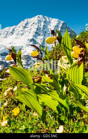 Lady's Slipper orchids (Cypripedium calceolus) dans la vallée Lauterbrunnental, Oberland Bernois, Suisse. Dans l'arrière-plan Banque D'Images