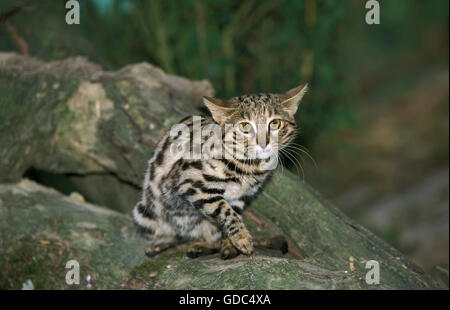 Black-footed Cat, felis nigripes Banque D'Images