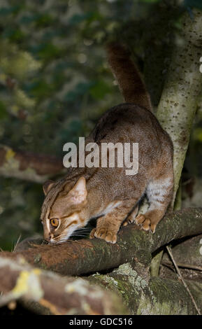 RUSTY-SPOTTED CAT prionailurus rubiginosus Banque D'Images