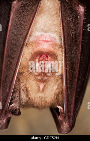 Plus de Rhinolophus ferrumequinum, close-up de tête, DES PROFILS HIBERNANT DANS UNE GROTTE, LA NORMANDIE EN FRANCE Banque D'Images