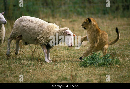 L'African Lion, Panthera leo, Cub avec des moutons Banque D'Images