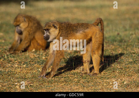 Papio cynocephalus, Babouin jaune, parc de Masai Mara au Kenya Banque D'Images