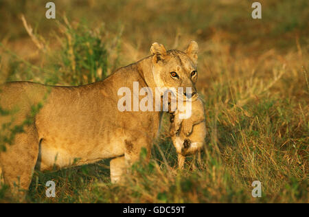 L'AFRICAN LION Panthera leo, MÈRE PORTANT CUB, KENYA Banque D'Images