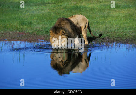 L'AFRICAN LION Panthera leo, homme d'ALCOOL ET DE LIVRE Banque D'Images