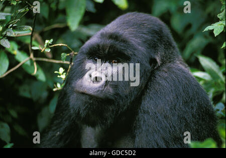 Gorille de montagne, gorilla gorilla beringei, Portrait d'homme, Parc des Virunga au Rwanda Banque D'Images