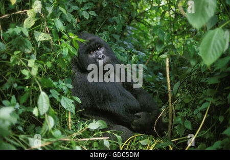 Gorille de montagne, gorilla gorilla beringei, homme, Parc des Virunga au Rwanda Banque D'Images