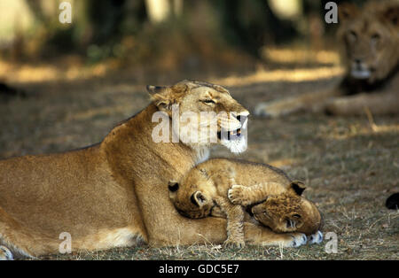 L'AFRICAN LION Panthera leo, MÈRE AVEC CUB Banque D'Images