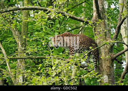 Sri-Lankais Léopard, Panthera pardus kotiya, des profils dans l'arbre Banque D'Images