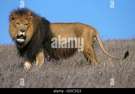 L'AFRICAN LION Panthera leo, homme sur l'herbe sèche Banque D'Images