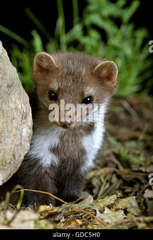 La Martre La Martre en pierre ou en hêtre, Martes foina, les jeunes Banque D'Images