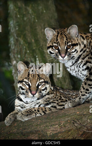 L'ocelot leopardus pardalis, PAIRE D'ADULTES sur BRANCH Banque D'Images