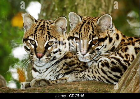 L'ocelot leopardus pardalis, PAIRE D'ADULTES PORTANT SUR BRANCH Banque D'Images