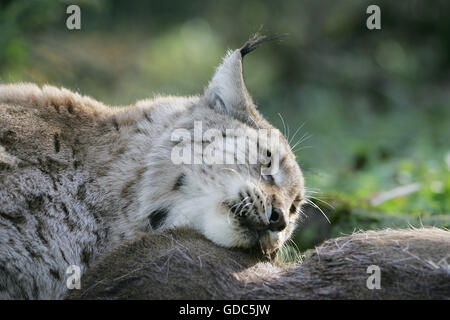 Felis lynx, Lynx avec un Kill, un chevreuil Banque D'Images